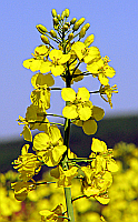 Rapeseed