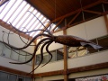 Seattle giant squid dsc04499.jpg